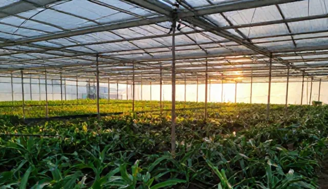 设计成本优化中的技术实现方案选择依据